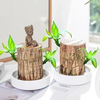 Brazilian wood plant Pack of 2